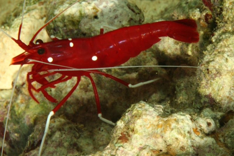 Lysmata debelius (fire shrimp), Aquarium.jpg - Lysmata debelius (fire shrimp)